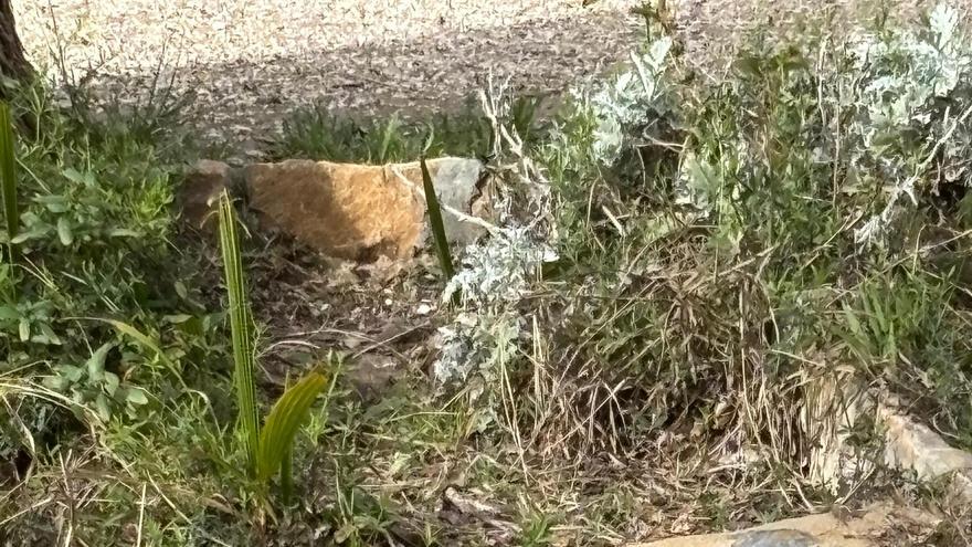 La UMH de Elche impulsa 140 actividades en su Semana Sostenible 2026