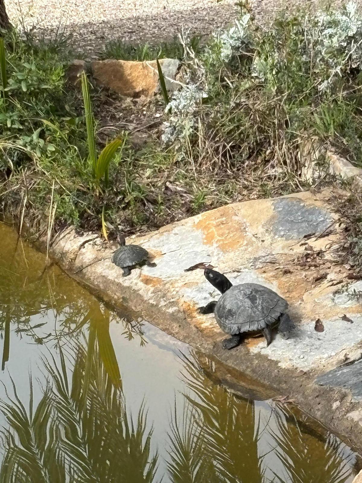 El programa de actos en la UMH de Elche se abre el lunes con un taller sobre herpetología