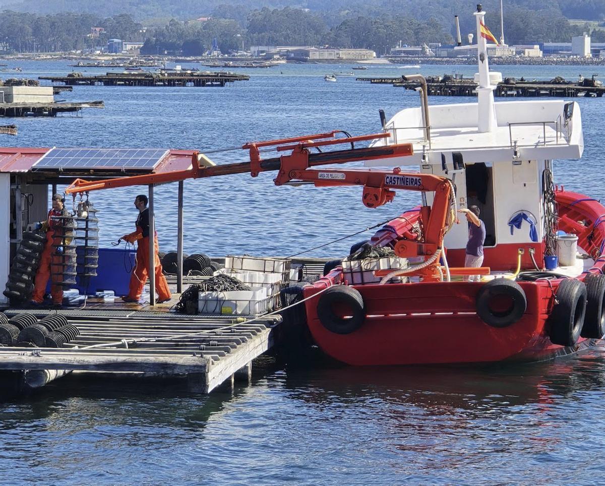Galicia arranca el año con 3.583 bateas, el 73% de los establecimientos acuícolas totales
