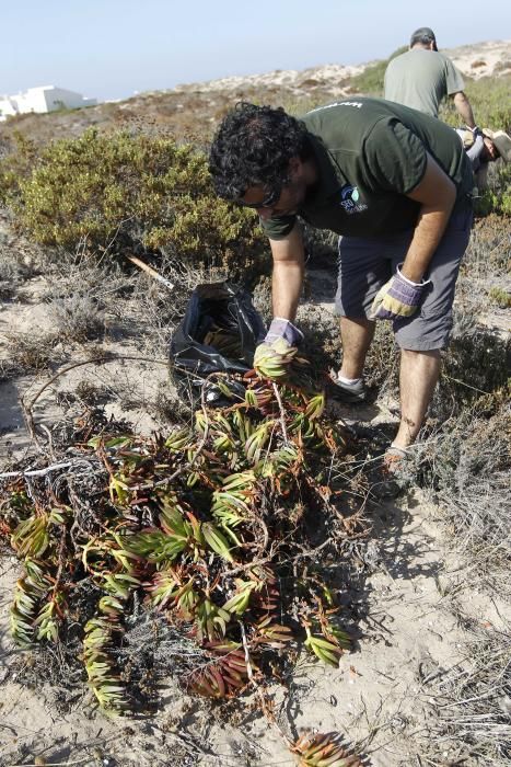 Limpieza de plantas invasoras en la Devesa del Saler