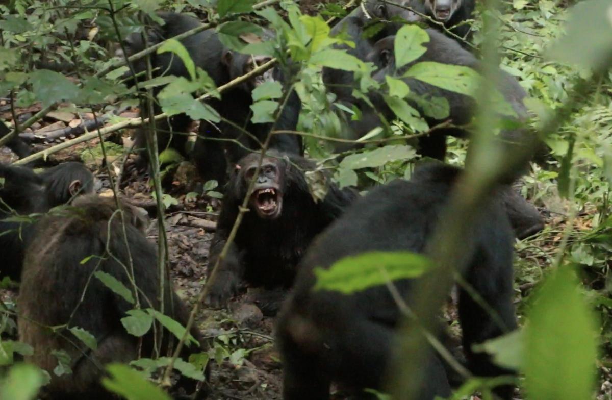 La mayor comunidad de chimpancés salvajes se divide e instaura una  violencia mutua