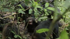 La mayor comunidad de chimpancés salvajes se divide e instaura una  violencia mutua