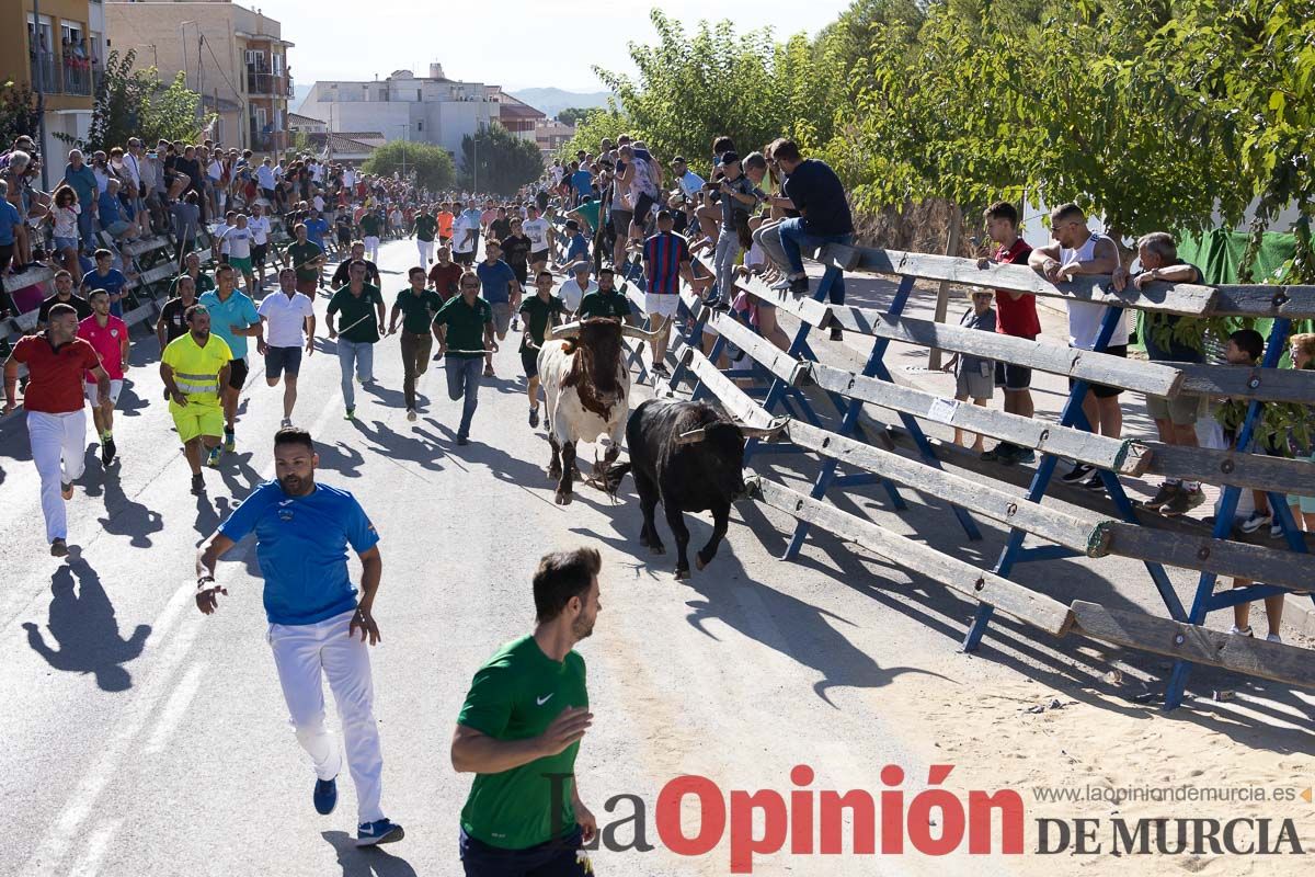 Cuarto encierro Feria del Arroz de Calasparra