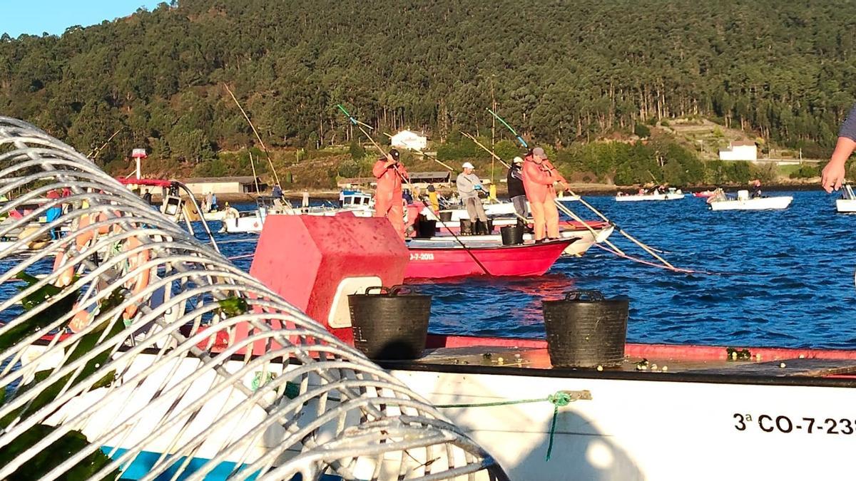Mariscadores faenando en la ría de Noia.