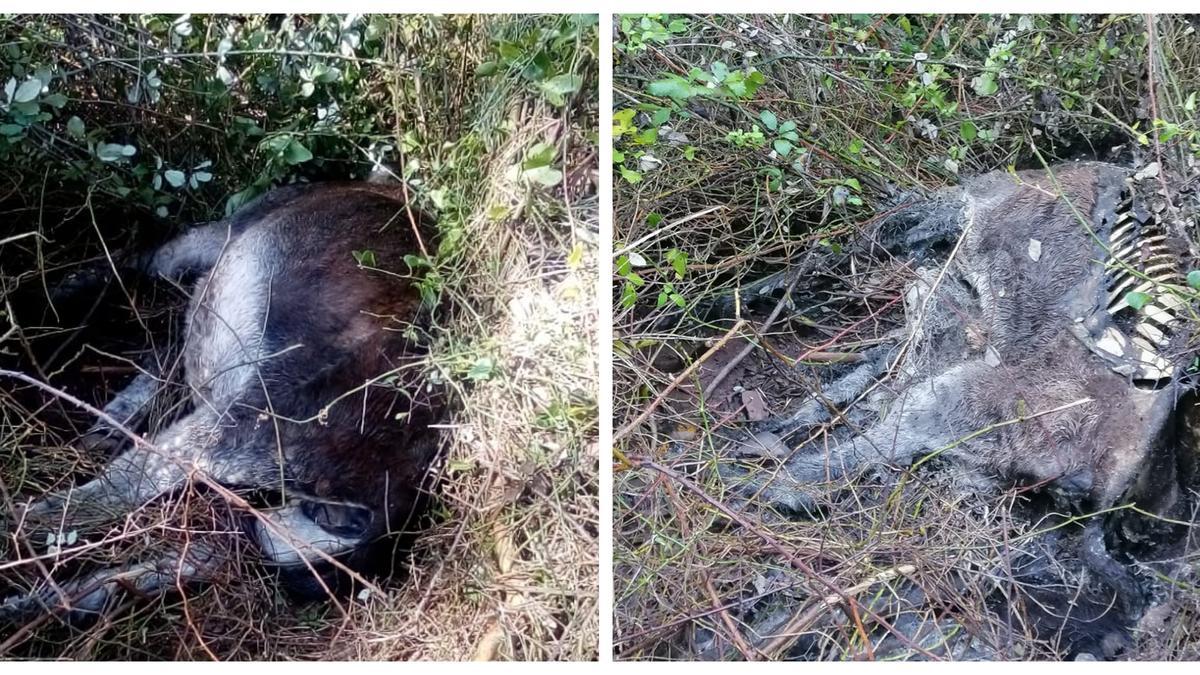 Imagen de uno de los burros muertos en el Desert (i) y cómo fue encontrado el cadáver días después