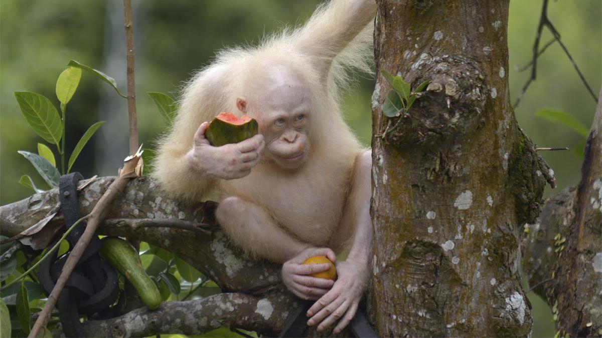 Liberada la orangutana albina que fue encontrada en una jaula en Borneo