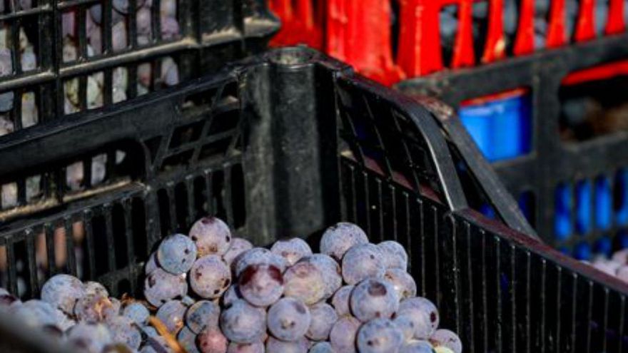Crece la compra de uva para mantener la tradición de hacer vino en las fincas de Ibiza