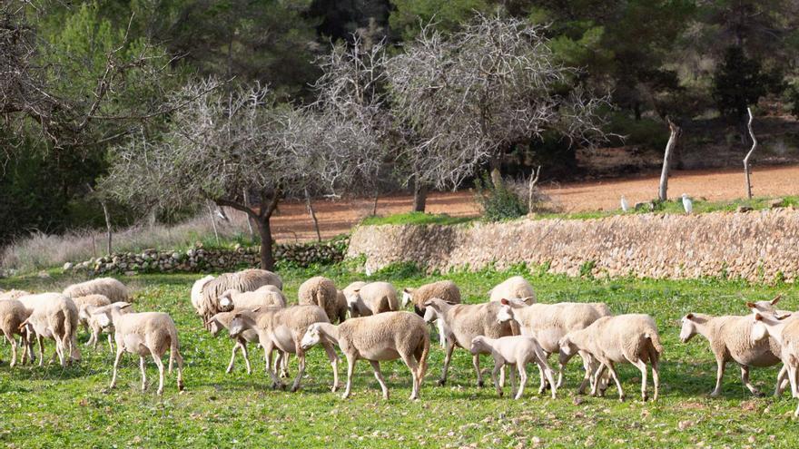 Ovelles pasturant. | VICENT MARÍ