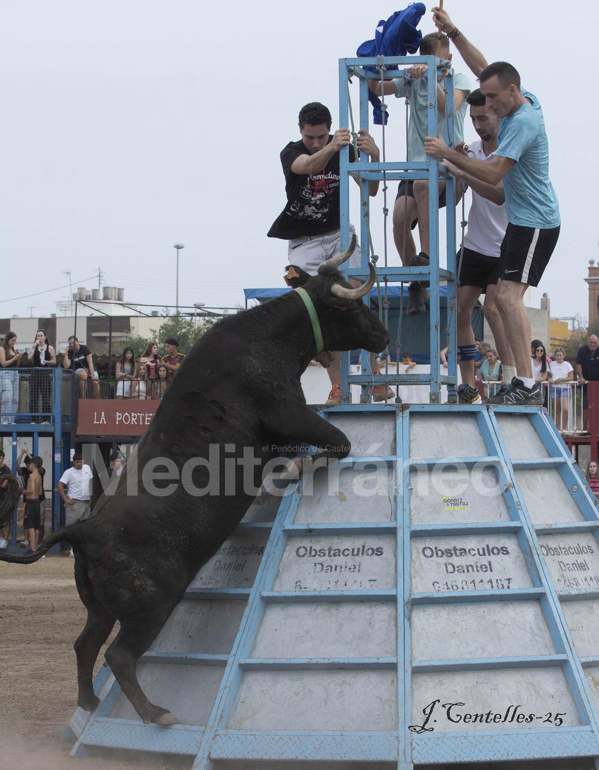 Bous a Les Alqueries 2025