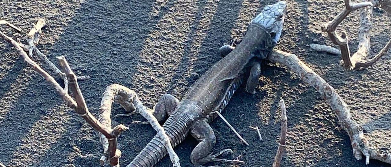 La lava del volcán de La Palma arrasa Todoque