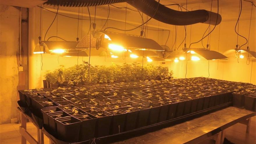 Desmantelada una banda de tráfico de drogas con plantación en Aranga