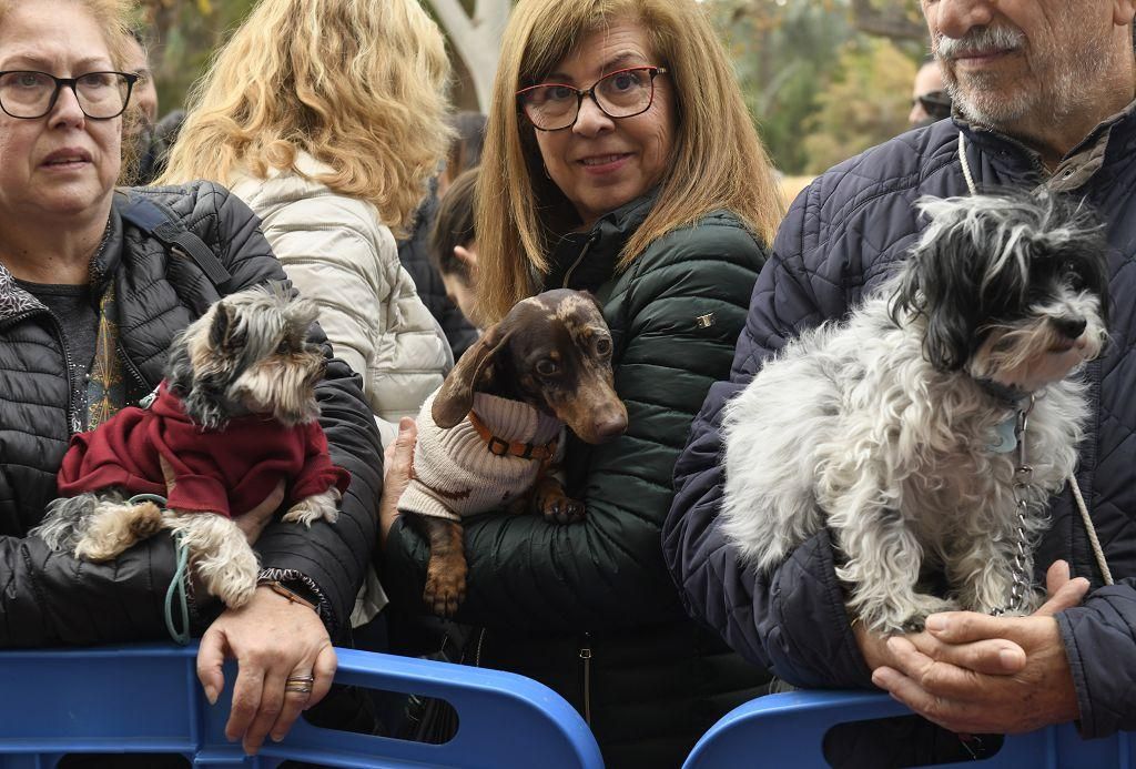 Así ha sido la bendición de animales por San Antón en Murcia