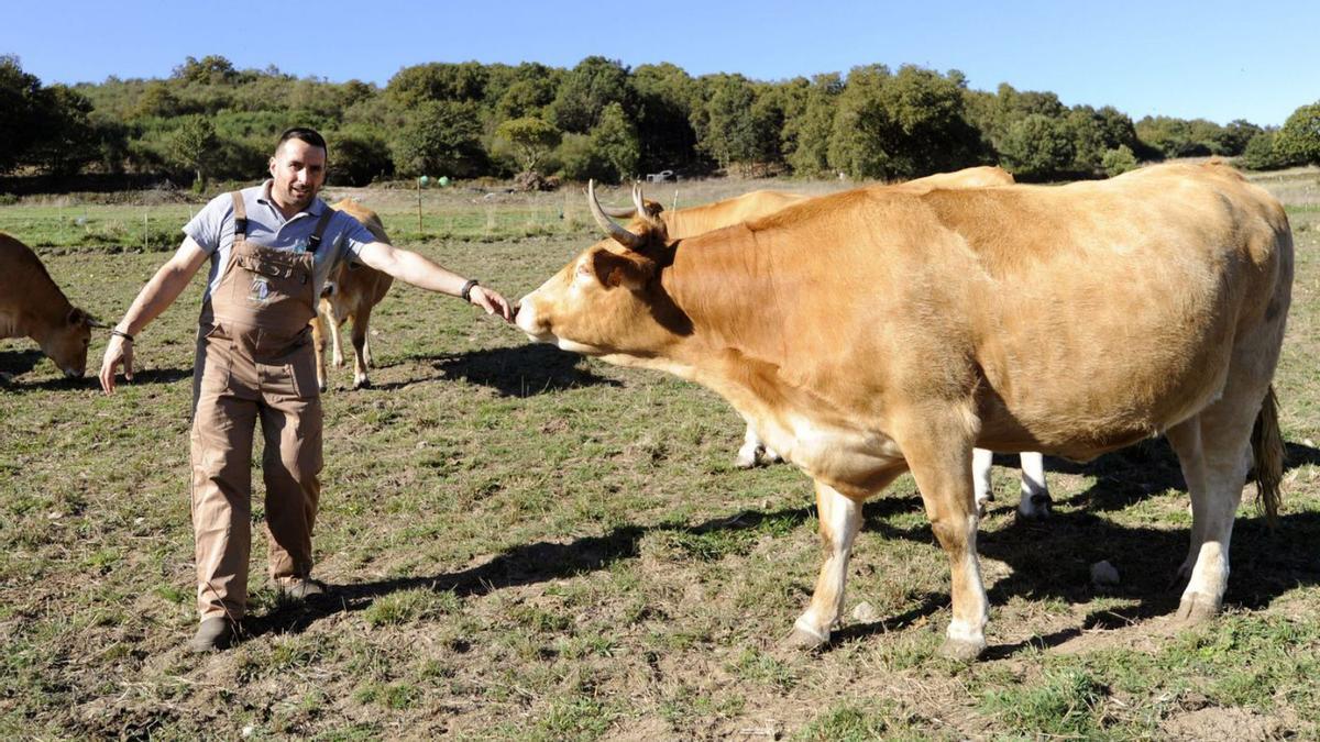 Alberto Hermida, xunto a animais da súa explotación de Lamas.