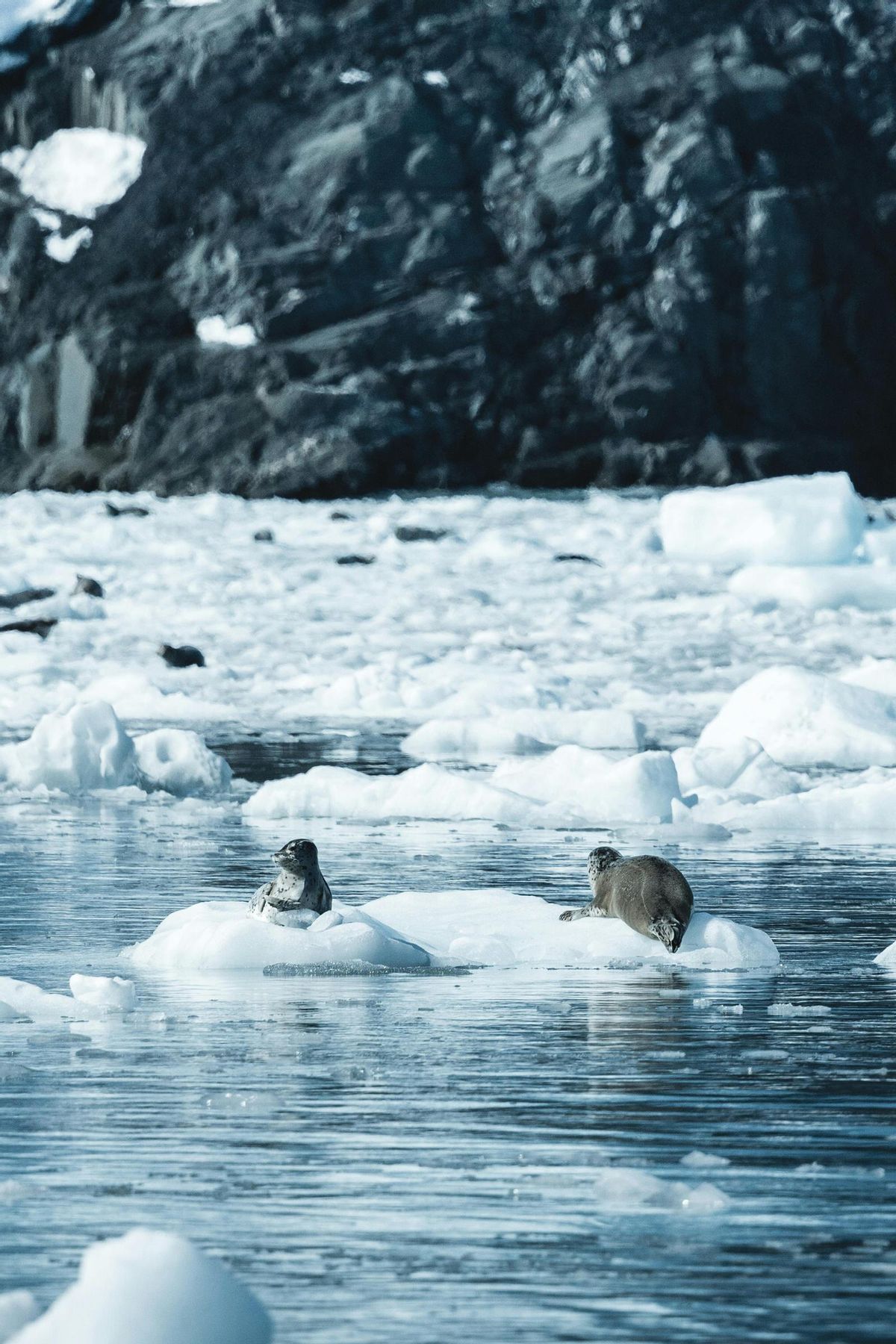Fotografaia de unas focas en el hielo.
