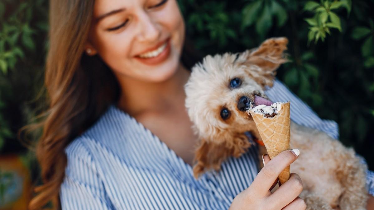 4 recetas de helado para perros: cómo hacer estas recetas fáciles y sanas para refrescar a tu mascota 1