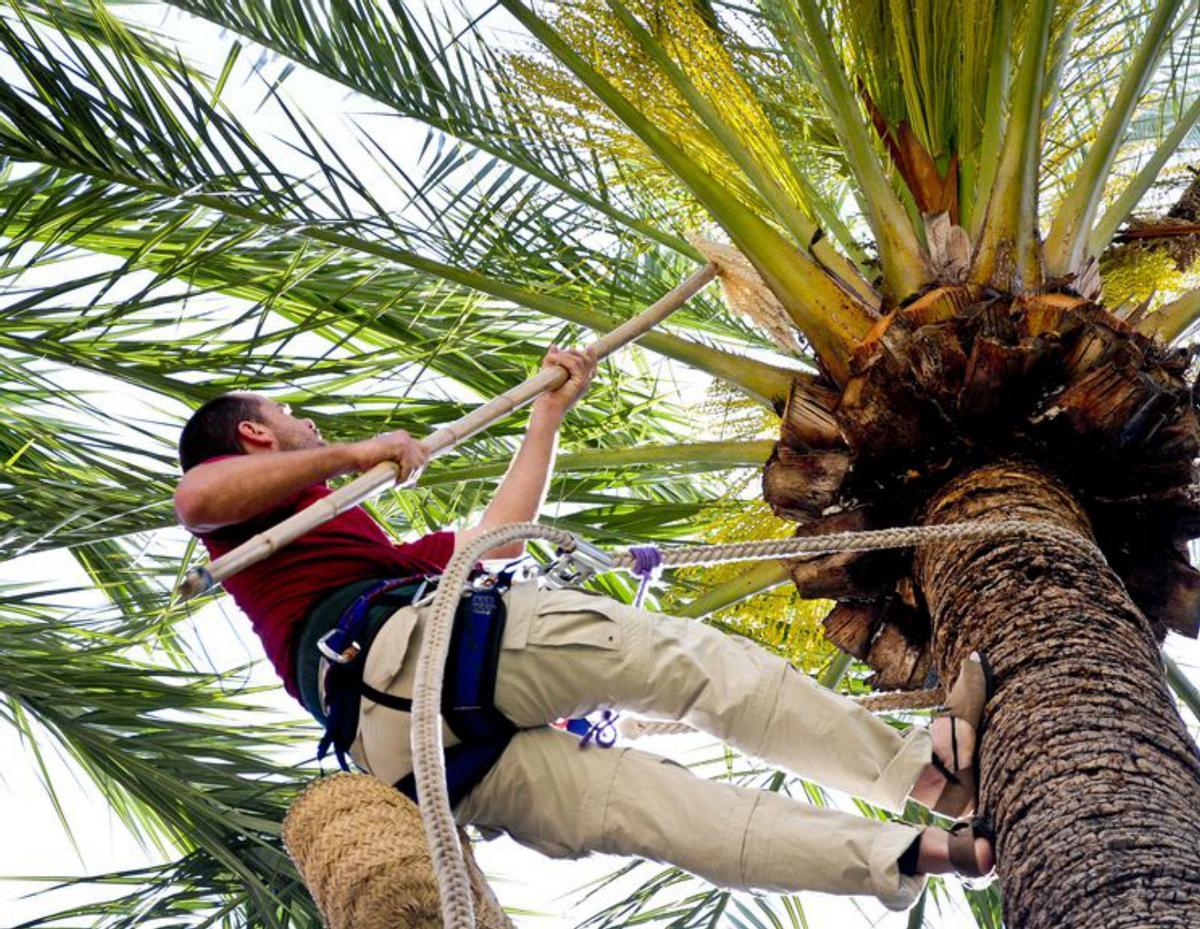 Descubre Elche a través de su portal de experiencias
