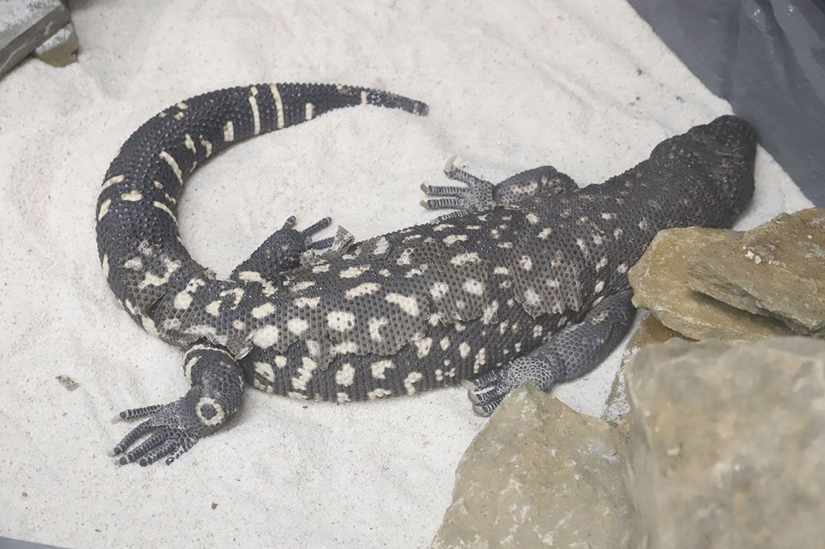 En imágenes el nuevo reptilario del zoo de Córdoba