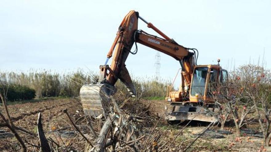 Una pala arranca un campo de caquis del término de Alzira en una imagen de archivo. | V.M.P
