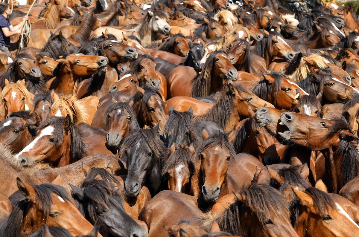 El curro de Mougás reúne a 550 caballos