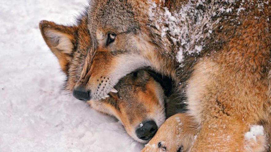 Los lobos podrían convertirse en perros por su dependencia de la comida humana