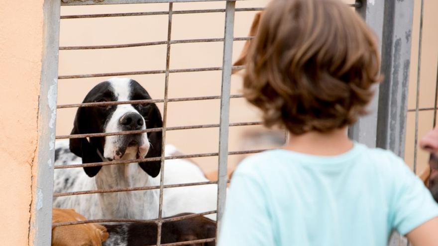 El bipartito envía a San Vicente los animales abandonados por la falta de servicio en Alicante