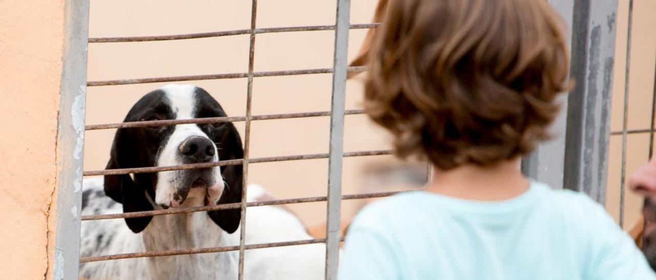 Un niño observa a un perro en las instalaciones de la contratista que seguirá al frente del servicio.  | JOSE NAVARRO