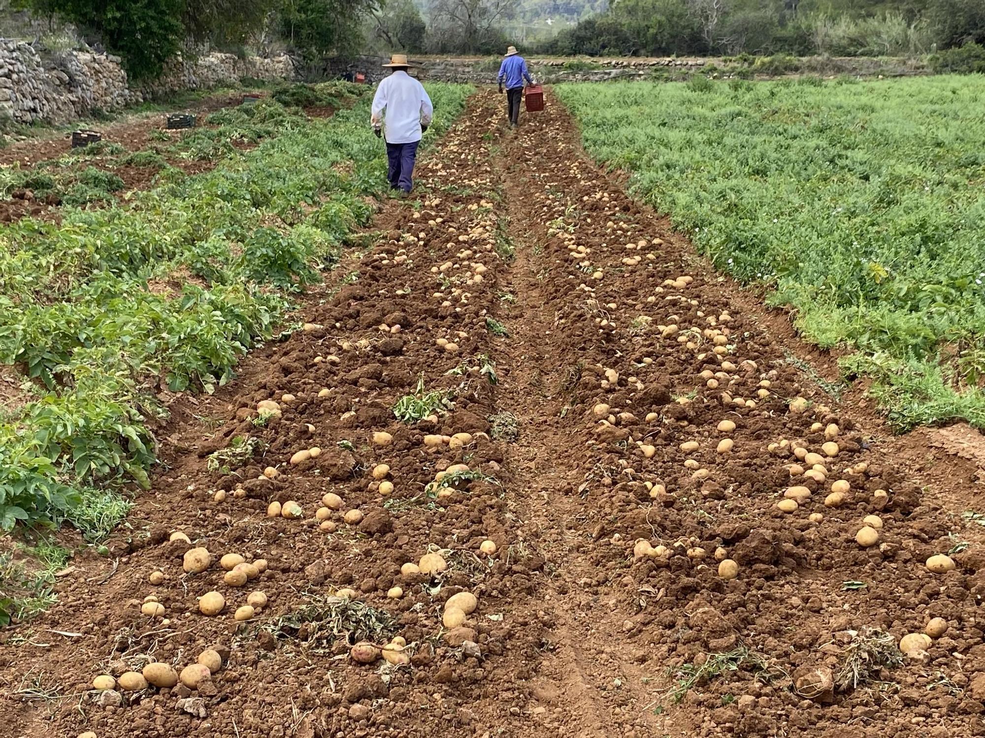 Galería: Así ha sido la presentación de la campaña de la 'patata vermella eivissenca' en Es Figueral