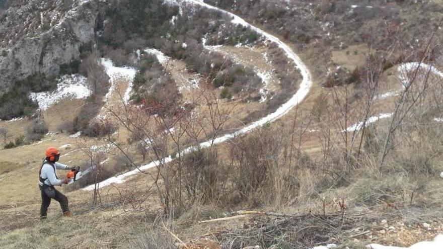 Treballs forestals per a la prevenció d&#039;incendis al parc natural del Cadí-Moixeró