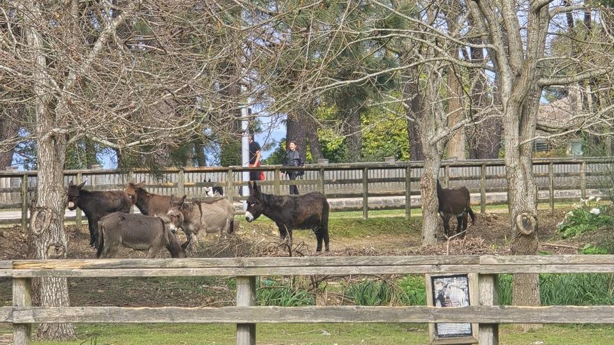 Muere «Bazán», el primer burro nacido en A Toxa