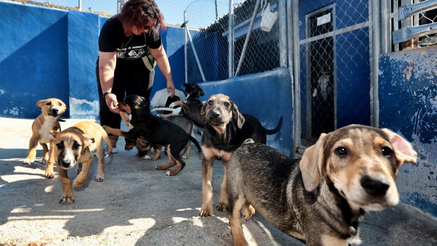 La Protectora de Animales de La Nucía organiza un mercadillo solidario