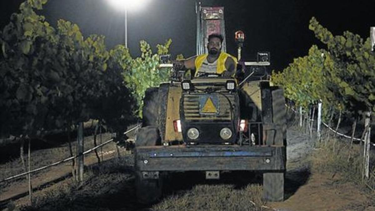 Primeras uvas 8 Trabajadores, de noche en la finca de Raimat.