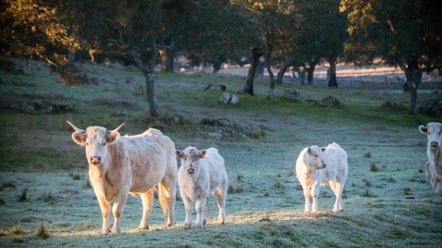 La agricultura y la ganadería, las menos afectadas