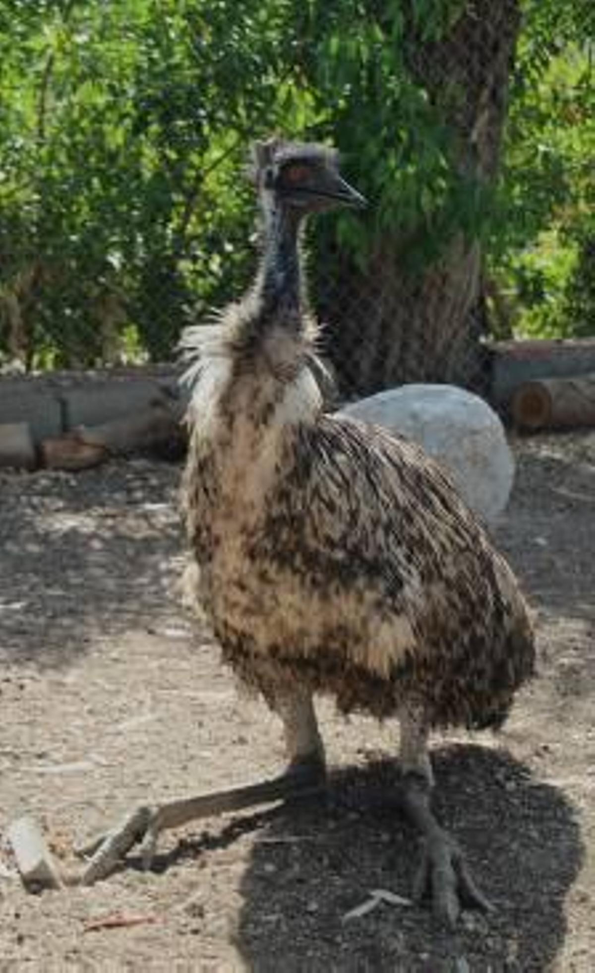 Vacas locas, hombres locos