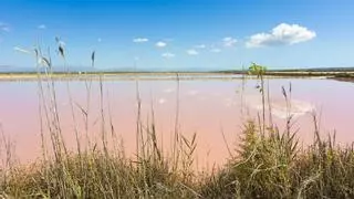 Científicos de Alicante ensayan in vitro el poder anticancerígeno de los microorganismos de las salinas de Santa Pola