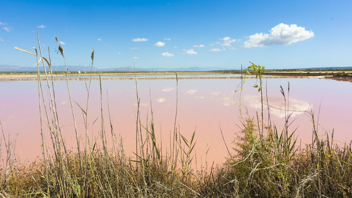 Parque natural de las salinas de Santa Pola, donde hay un pigmento que puede combatir el cáncer de mama