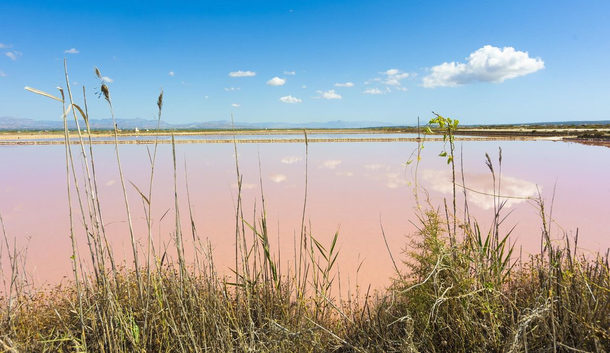 Parque natural de las salinas de Santa Pola, donde hay un pigmento que puede combatir el cáncer de mama