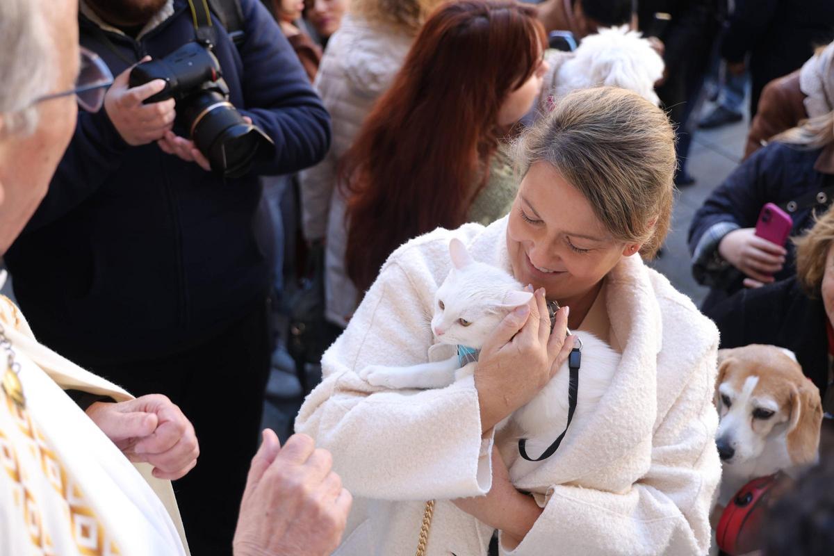 Fotogalería | Así se ha vivido la bendición de las mascotas cacereñas por San Antón