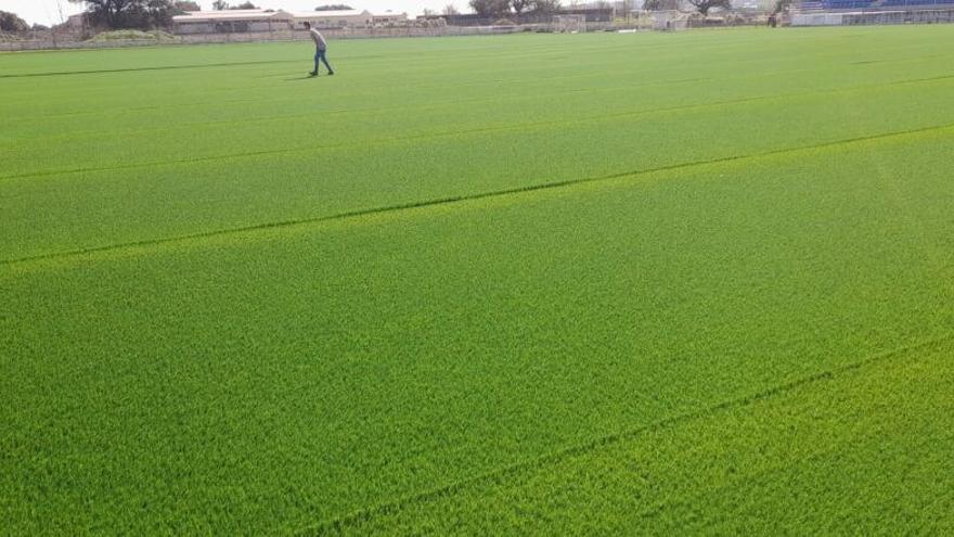 Aspecto que presenta el nuevo césped artificial del campo de fútbol.