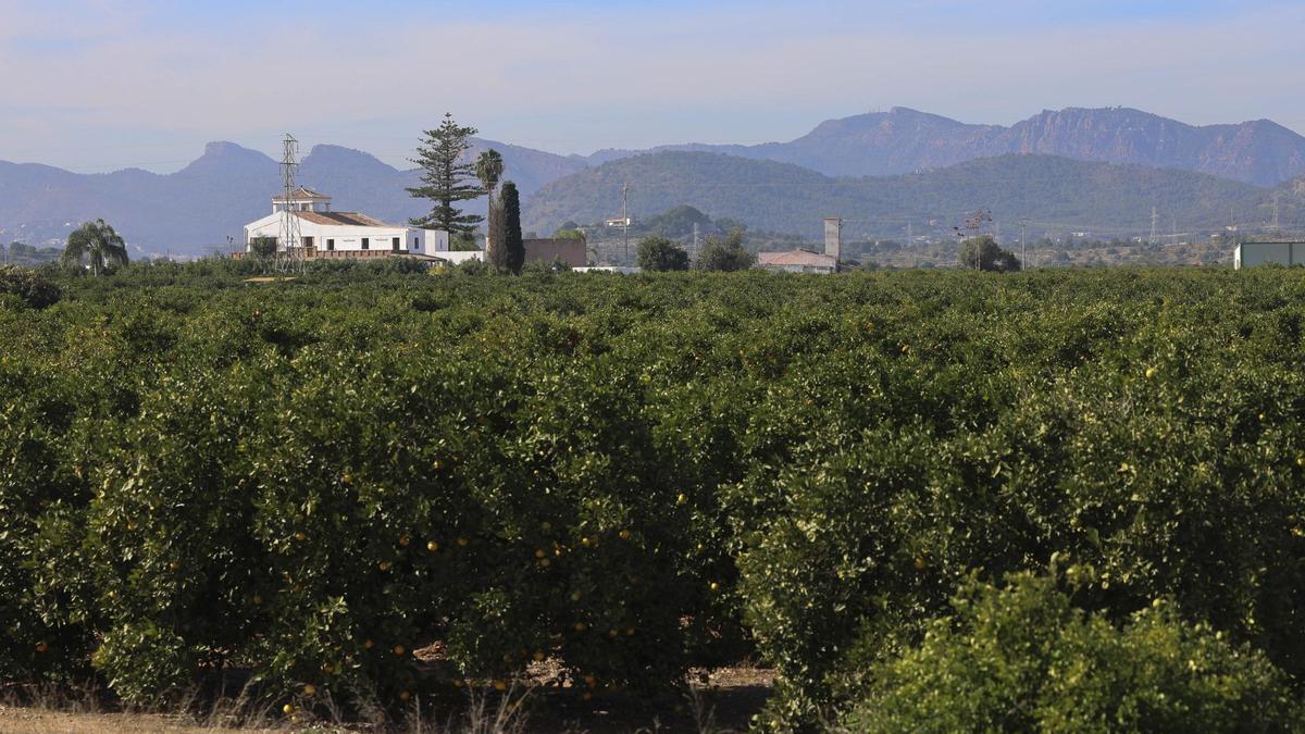 Terrenos donde se instalará la fotovoltaica de la gigafactoría de Sagunt