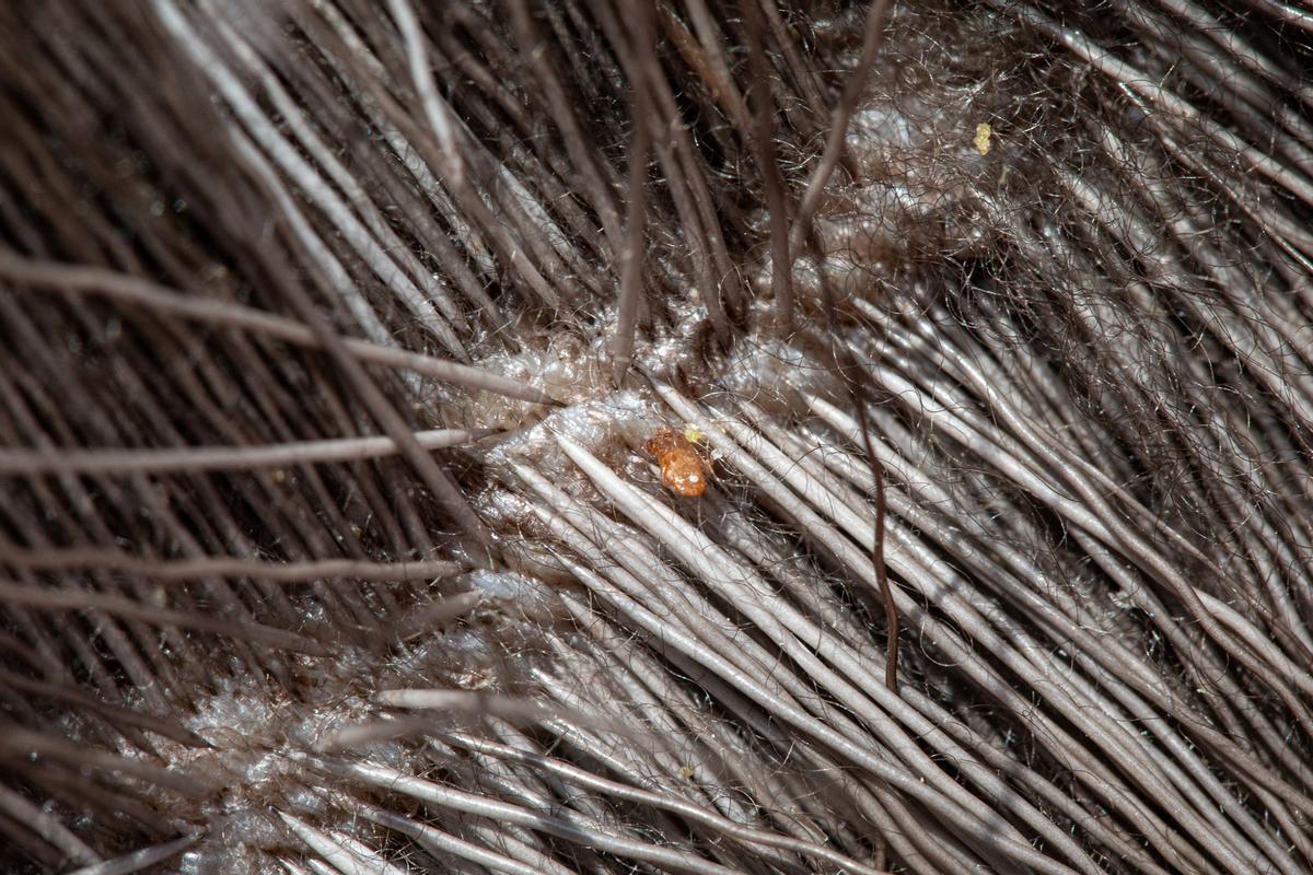 Las crías de alce en Maine, en peligro por las garrapatas y el cambio climático