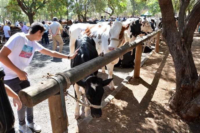 Feria de ganado, misa y procesión de San Miguel