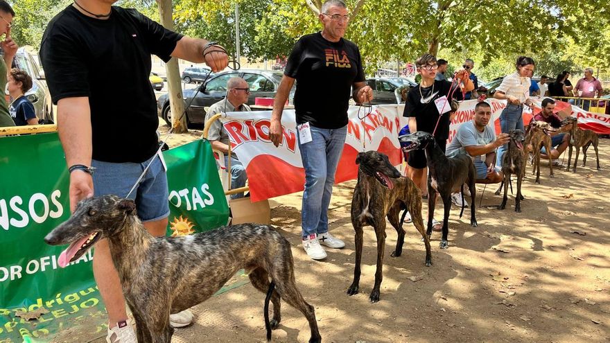 El concurso de galgos, una tradición viva que llega siempre en fiestas