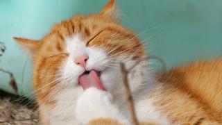 Entrenar a tu gato para que choque esos cinco es posible: aprende a enseñarle a dar la pata