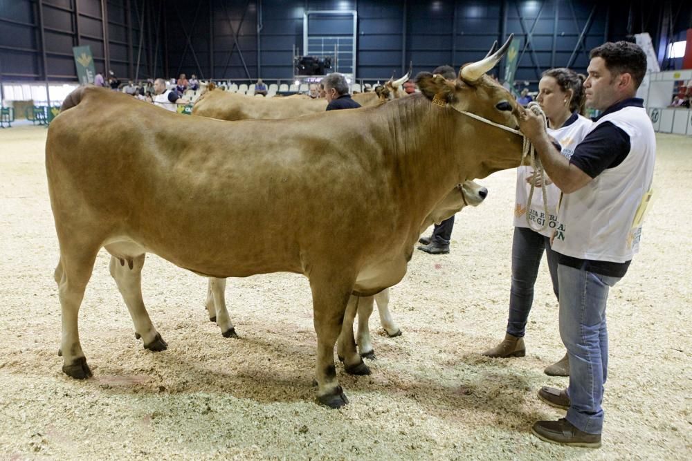 Las mejores vacas de Asturias se citan en la Feria de San Antonio de Gijón.