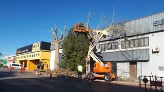 Torrent retira los árboles que causaban daños en el polígono de Mas del Jutge