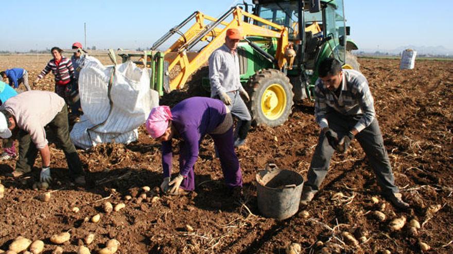 Agricultores de la Vega de Antequera recolectan la patata tardía.