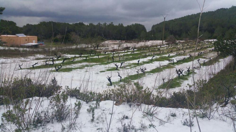 Campos blancos en Sant Miquel