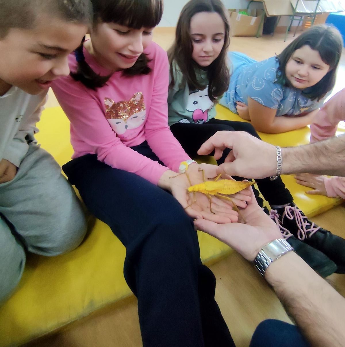 Alumnos observando insectos.