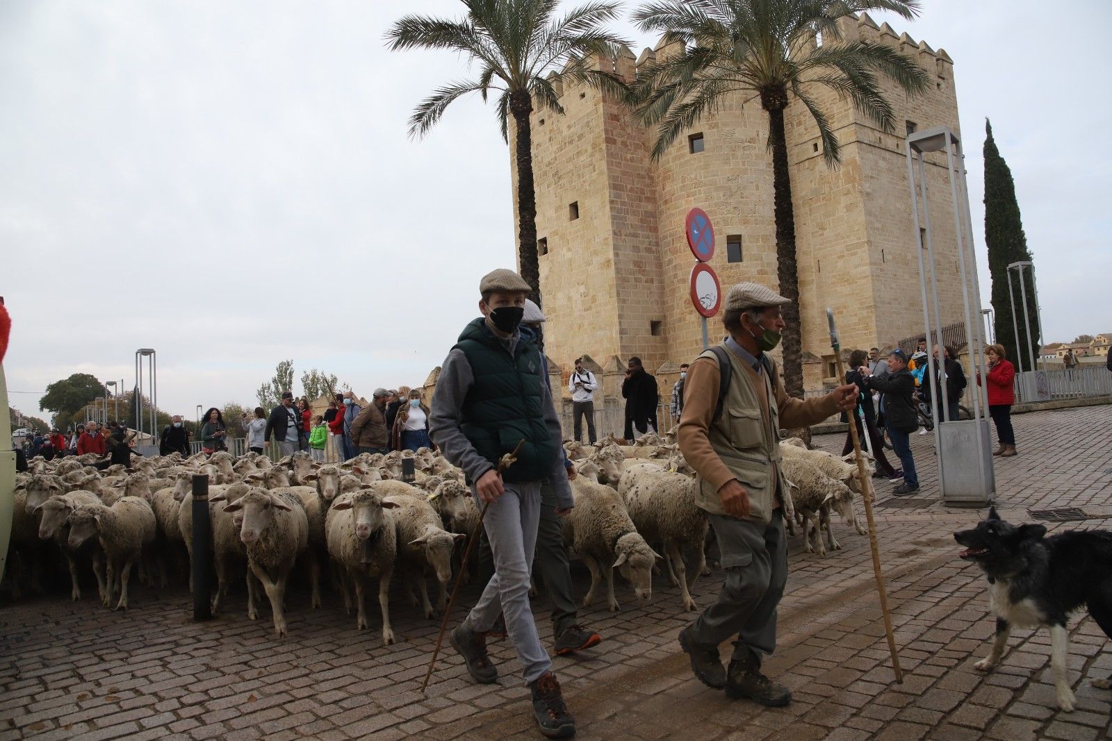 Cientos de ovejas de la ganadería Las Albaidas cruzan Córdoba