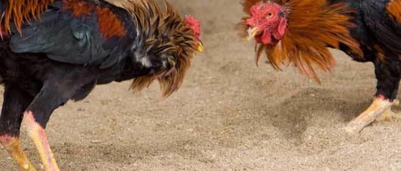 Una pelea de gallos.